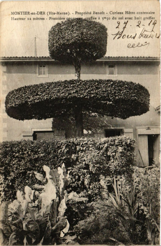 Carte postale ancienne Montier en Der - Propiete Benoit - Curieux Hetre centenaire