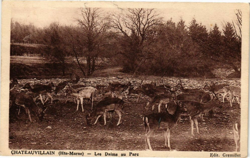 Carte postale ancienne Chateauvillain - Les Daims au Parc à Châteauvillain