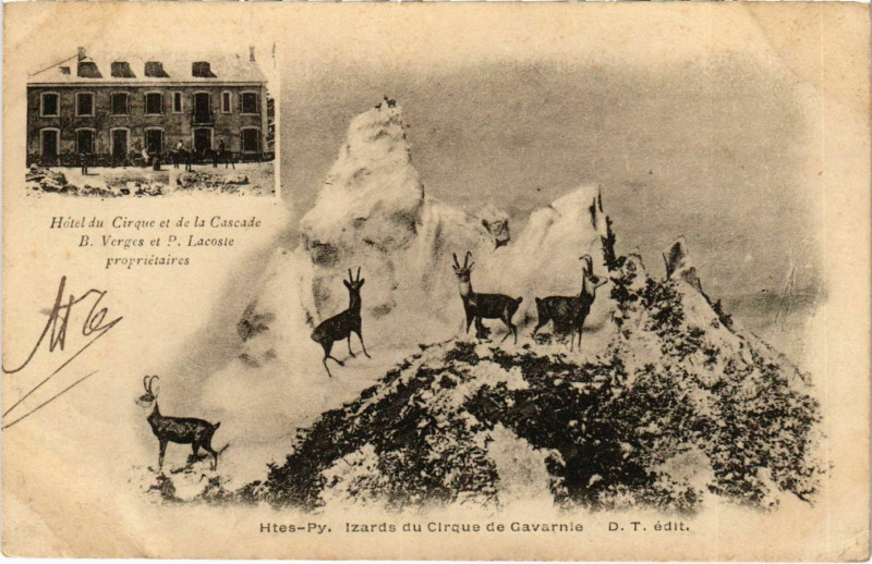 Carte postale ancienne Izards du Cirque de Gavarnie