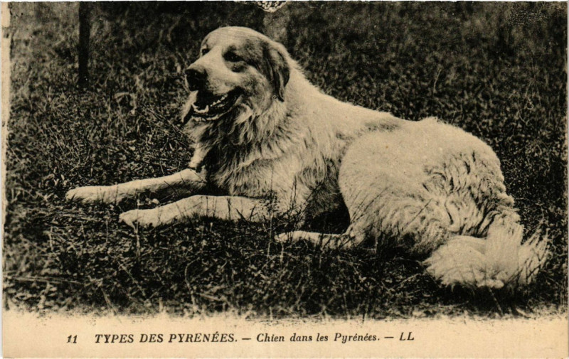 Carte postale ancienne Types des Pyrenées Chien dans les Pyrenées