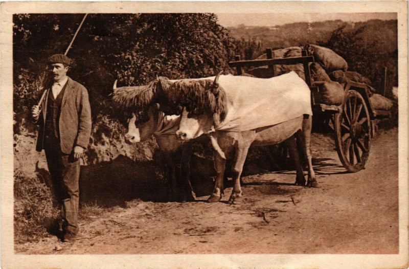 Carte postale ancienne Types Basques Attelage à Asque
