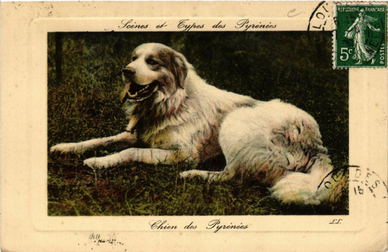 Carte postale ancienne Scenes et Types des Pyrenées Chien des Pyrenées