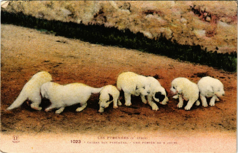 Carte postale ancienne Les Pyrenées Chiens des Pyrenées-Une portée de 8 jours à Ens