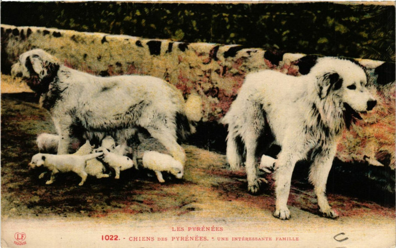 Carte postale ancienne Les Pyrenées Chiens des Pyrenées-Une interessante Famille à Ens