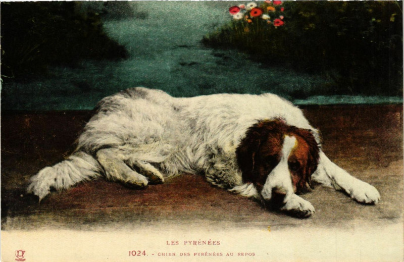 Carte postale ancienne Les Pyrenées Chien des pyrenées au repos