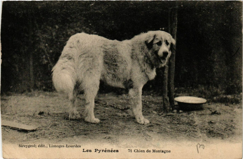 Carte postale ancienne Les Pyrenées Chien de Montagne à Mont