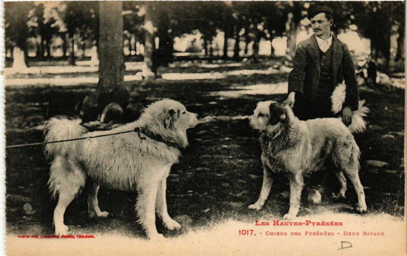 Carte postale ancienne Les Hautes Pyrenées Chiens des Pyrenées-Deux Rivaux à Ens