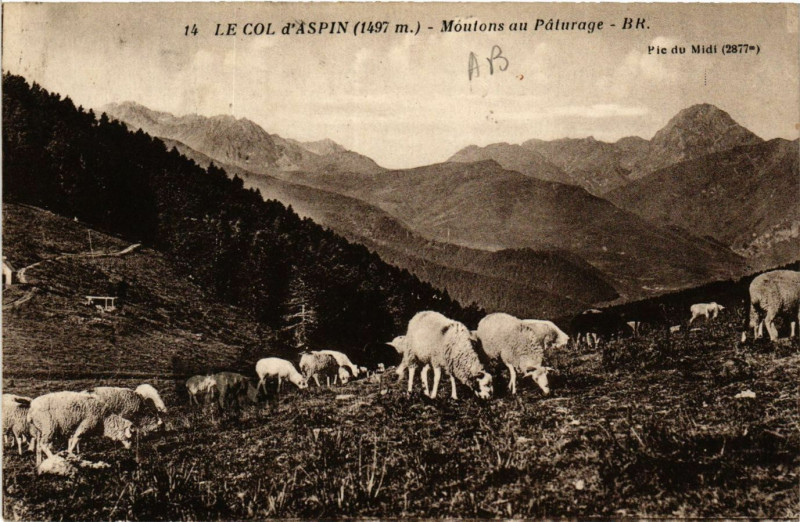 Carte postale ancienne Le Col d'Aspin Moutons au Peturage