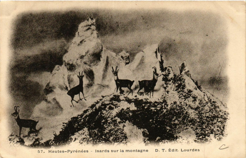 Carte postale ancienne Haute Pyrenées Isards sur la montagne à Mont