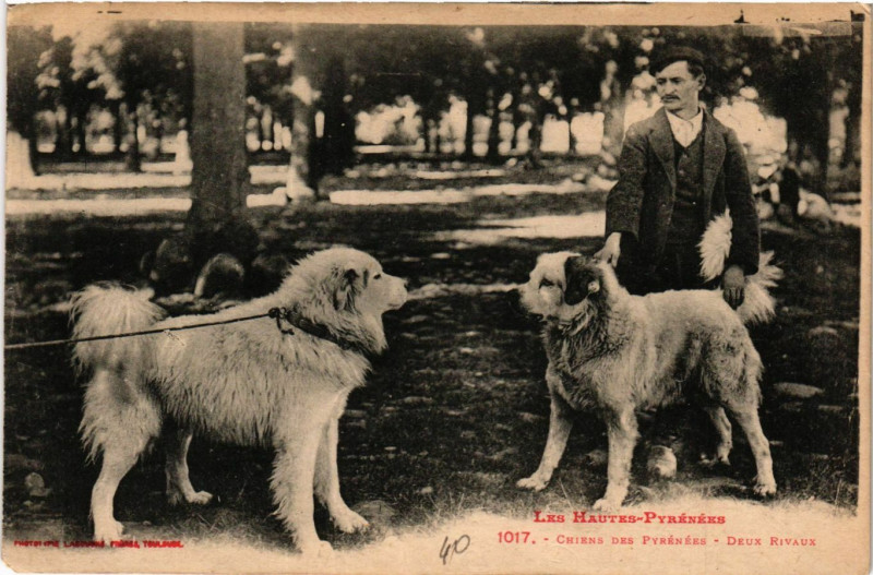 Carte postale ancienne Chiens des Pyrenées Deux Rivaux à Ens