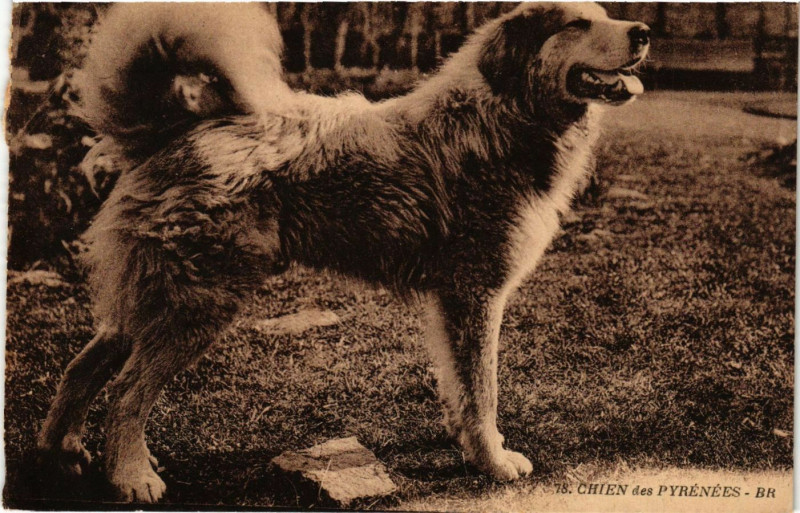 Carte postale ancienne Chiens des Pyrenées à Ens