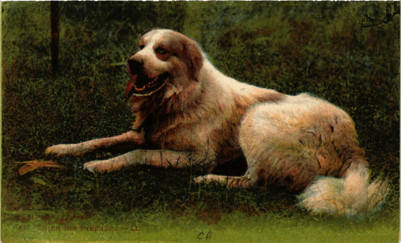 Carte postale ancienne Chien des Pyrenées