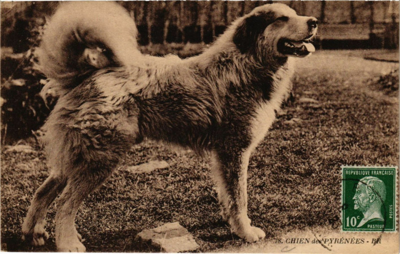 Carte postale ancienne Chien des Pyrenées