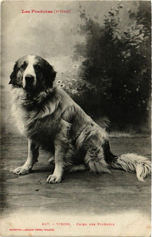 Carte postale ancienne Les Pyrenées Viscos Chien des Pyrenées à Viscos