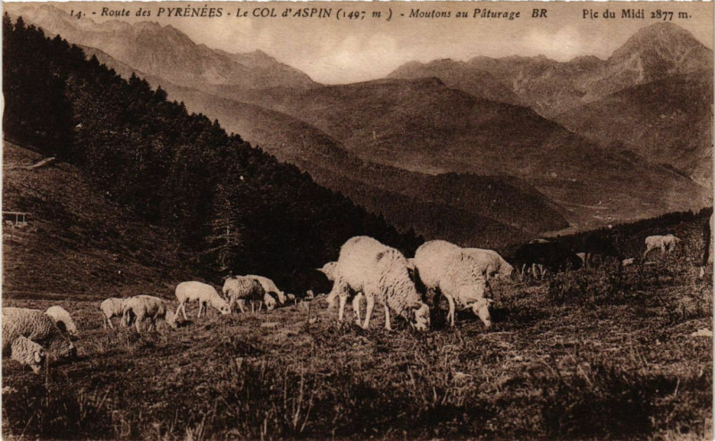 Carte postale ancienne Route de Pyrenées - Le Col d'Aspin Moutons aut Paturage
