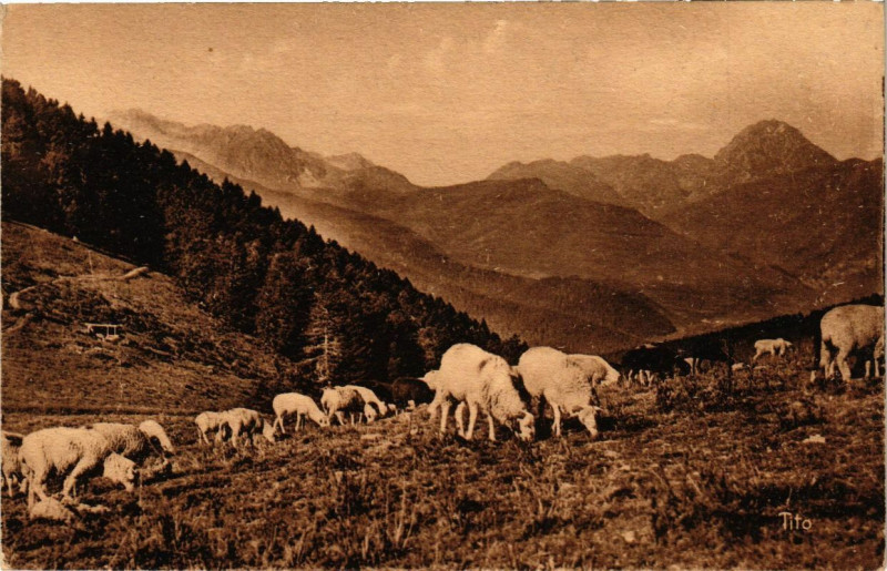 Carte postale ancienne Le Col d'Aspin - Moutons au Paturage