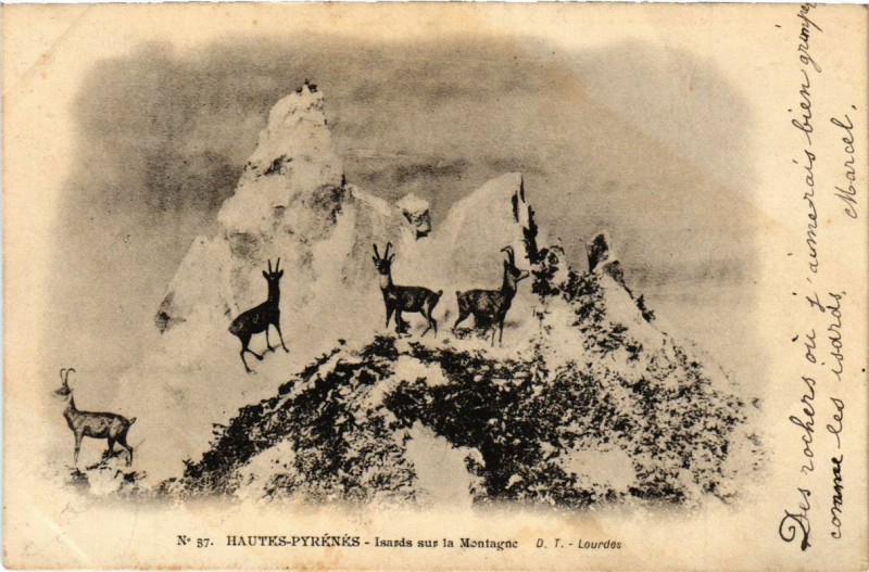 Carte postale ancienne Isards sur la Montagne - à Mont