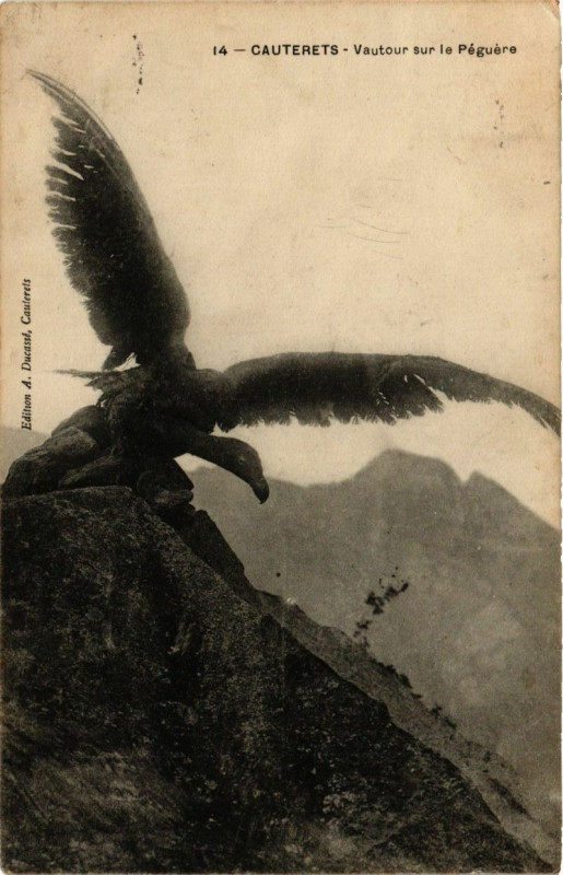 Carte postale ancienne Cauterets - Vautour sur le Peguere à Cauterets