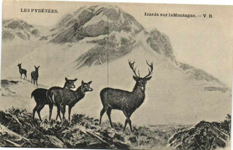 Carte postale ancienne Les Pyrenées Izards sur Montagne à Mont