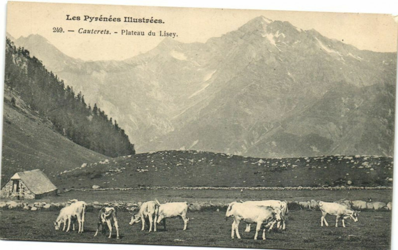 Carte postale ancienne Les Pyrenées Illustrées Cauterets - Plateu du Lisey à Cauterets