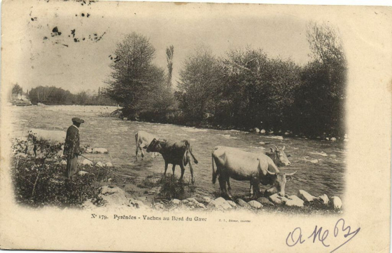 Carte postale ancienne Pyrenées - Vaches au Bord du Gave