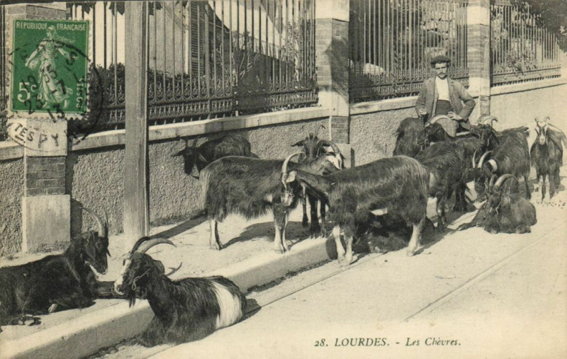 Carte postale ancienne Lourdes - Les Chevres à Lourdes