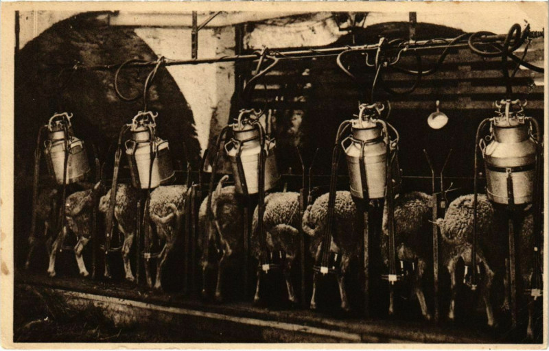 Carte postale ancienne Roquefort - Traite mecanique des brebis