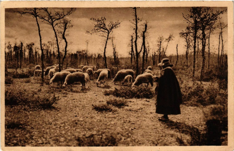 Carte postale ancienne Roquefort - Paturage sur les Causses