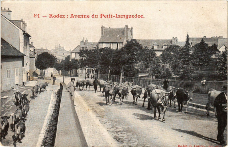 Carte postale ancienne Rodez - Avenue du Petit Languedoc à Rodez