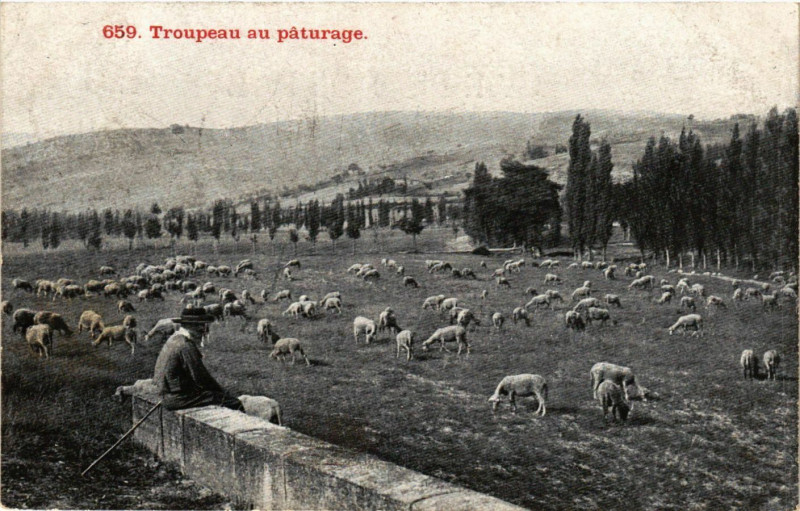 Carte postale ancienne Troupeau au paturage