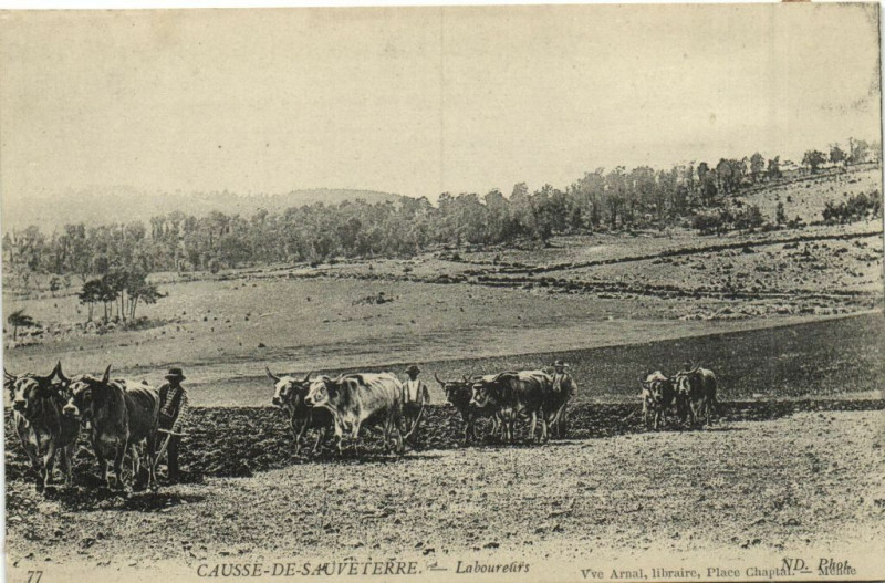 Carte postale ancienne Causse-de-Sauveterre - Laboureurs