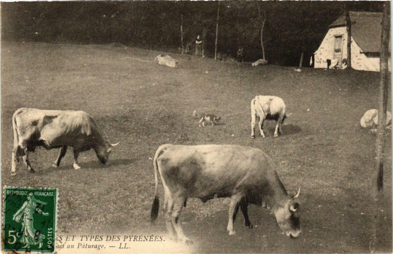 Carte postale ancienne Et types des Pyrénées, Paturage