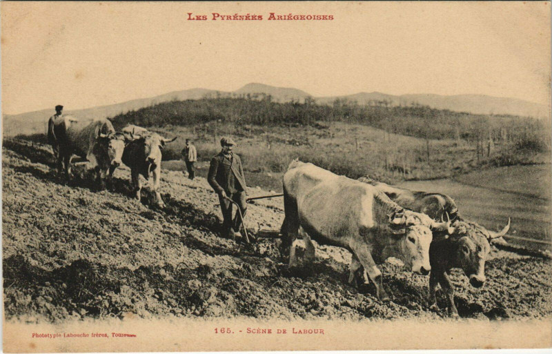 Carte postale ancienne Scene de Labour