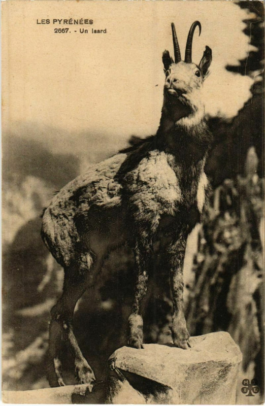 Carte postale ancienne Un Isard France