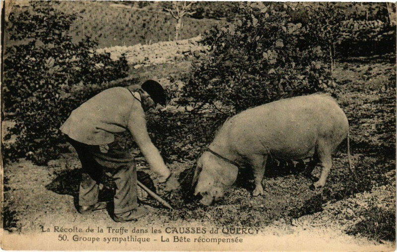 Carte postale ancienne Groupe sympathique-La Bete recompensée