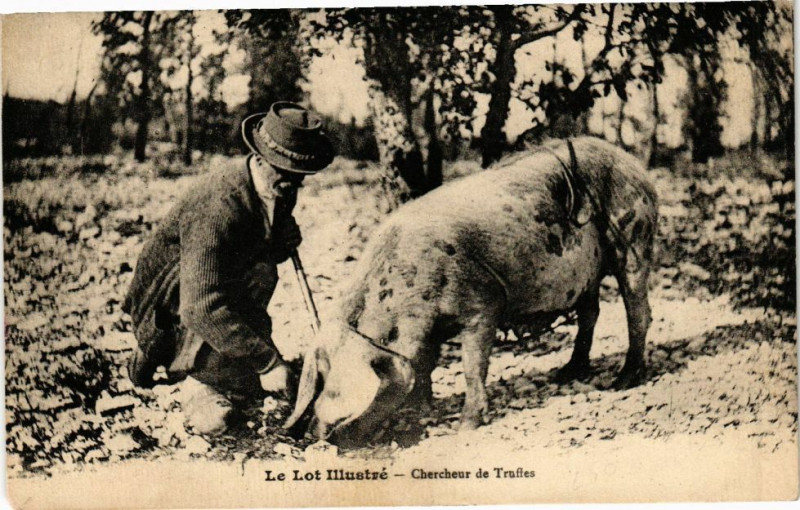 Carte postale ancienne Chercheur de Truffes