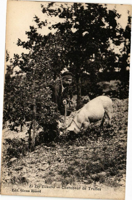 Carte postale ancienne Chercheur de Truffes