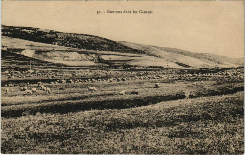 Carte postale ancienne Moutons dans les Causses