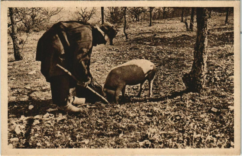 Carte postale ancienne En Perigord - Le Chercheur de Truffes