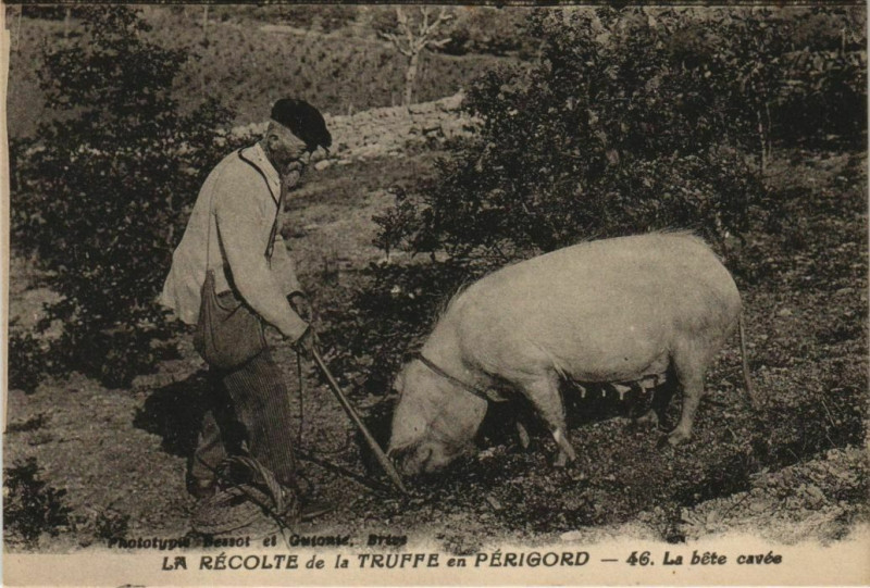 Carte postale ancienne La Recolte de la Truffe en Perigord - La Bete Caves