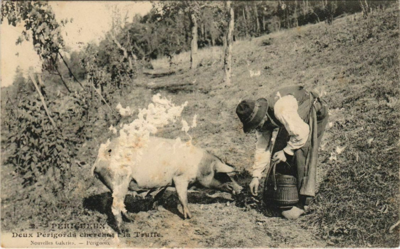 Carte postale ancienne Perigueux- Deux Perigords cherchal la Truffe France à Périgueux