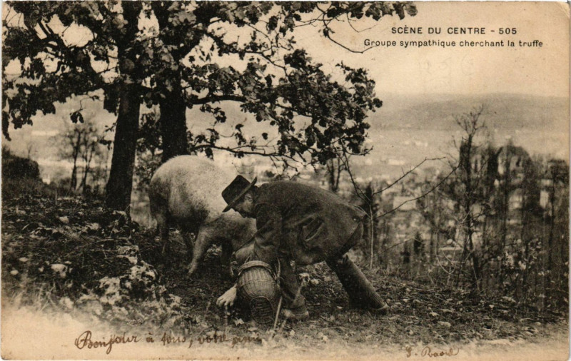 Carte postale ancienne Scene du Centre - Groupe sympathique cherchant la truffe