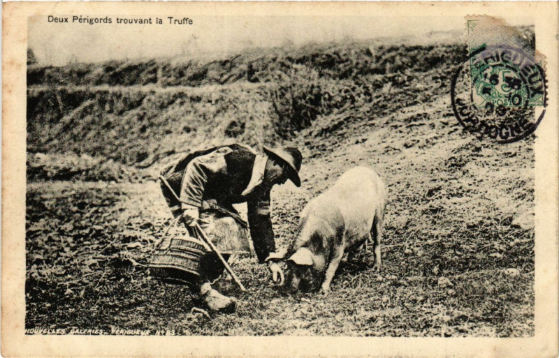 Carte postale ancienne Deux Perigords trouvant la Truffe