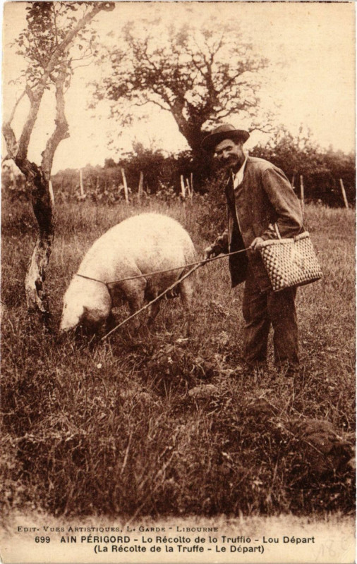 Carte postale ancienne Ain Perigord - Lo Recolto delo Truffio