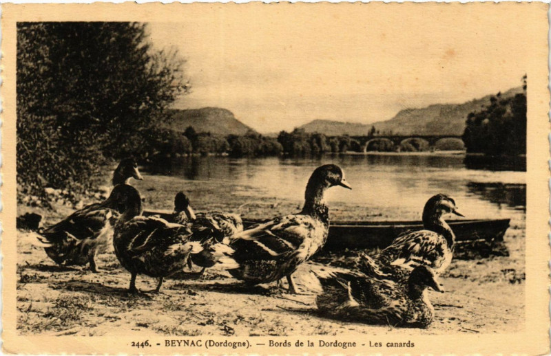 Carte postale ancienne Beynac - Bords de la Dordogne - Les canards
