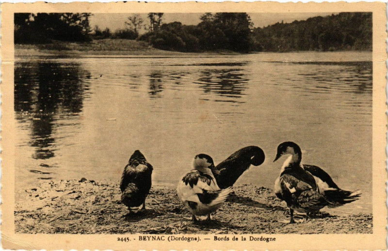 Carte postale ancienne Beynac - Bords de la Dordogne