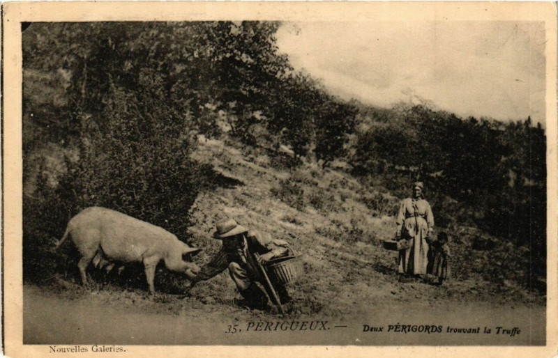 Carte postale ancienne Perigueux - Deux Perigords à Périgueux