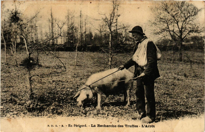Carte postale ancienne En Perigord - Le Recherche des Truffes - L'Arret