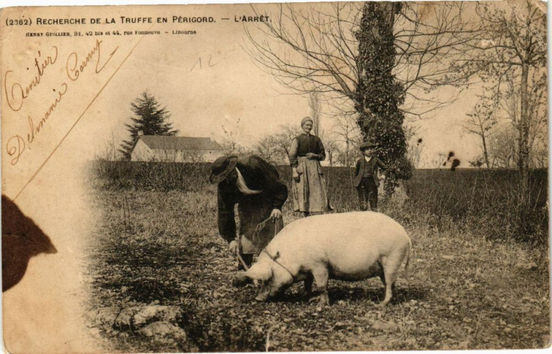 Carte postale ancienne Recherche de la Truffe en Perigord-L'Arrét