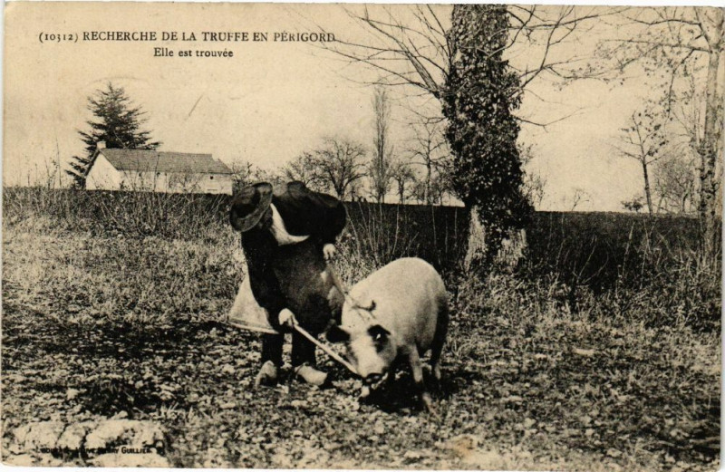 Carte postale ancienne Recherche de la Truffe en Perigord-Elle est trouvée